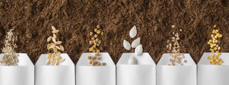 Seed Shortages: Where Do Seeds Come From?